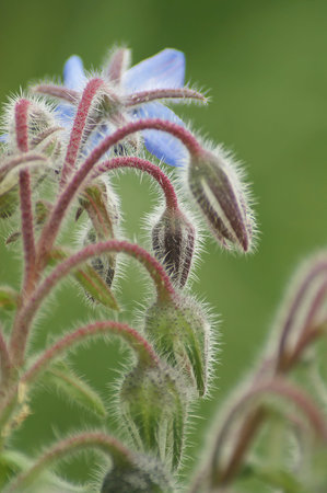 Natural Closeup on the blue flowers othe Borage plant, Borago officinalis, used in most bee seed...
