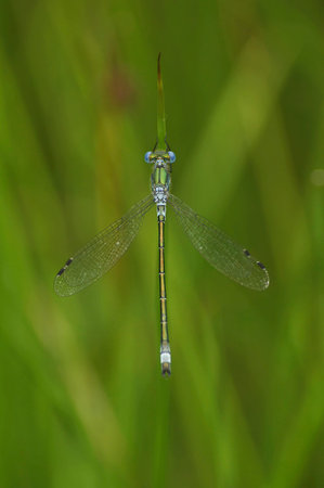 Natural vertical closeup on the blue Emerald spreadwing damselfly, Lestes dryas , with spread wings...
