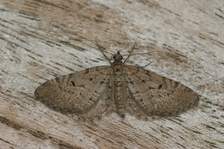 Natural closeup on the small European Freyers Pug, geometer moth, Eupithecia intricata sitting with spread wings on woodの写真素材