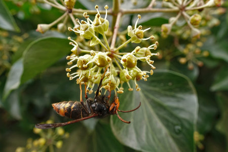 Natural closeup on the invasive Asian hornet, Vespa velutina on an Ivy flower