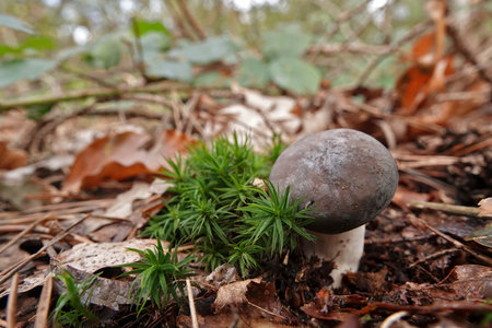 Natural closeup on the Powdery Brittlegill mushroom. Russula parazurea on the forest floorの写真素材