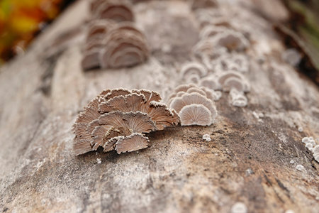Natural closeup on an asidiomycete bracket fungus, Schizophyllum commune on a trunk of a dead beech treeの写真素材