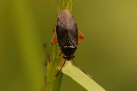 Natural shallow focus on Capsus ater hemipteran insect on a green leaf with blur backgroundの写真素材