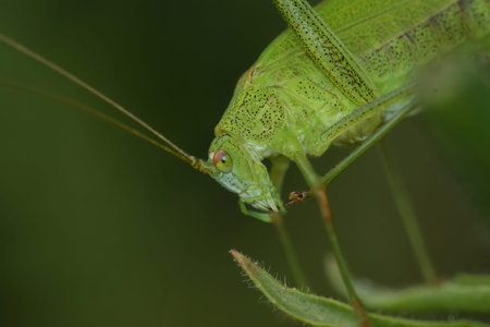 Natural closeup on the head of a green sickle-bearing bush-cricket , Phaneroptera falcata sitting on...