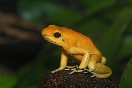 Colorful closeup on a yellow Golden poison dart arrow frog , Phyllobates terribilis sitting on wood