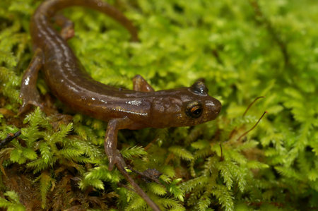 Natural closeup on the endangered lungless Californian limestone salamander, Hydromantes brunus at...