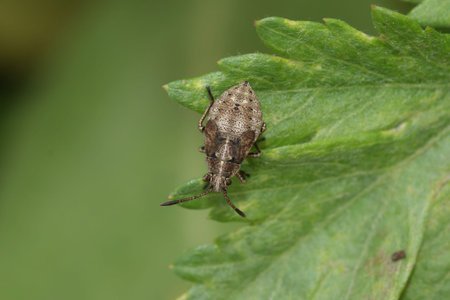 Natural closeup on the instar , nymph of a Rhopalid bug, Stictopleurus punctatonervosus, on a green...