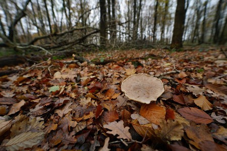 Natural closeup on the gray colored Clouded Agaric or Funnel mushroom, Clitocybe nebularis on the forest floorの写真素材