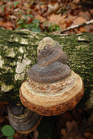 Natural closeup on a Fomes fomentarius mushroom developing on a white silver birch, warty birch...