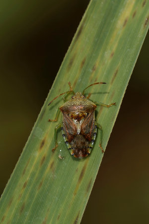Natural vertical closeup on a parent bug, Elasmucha grisea sitting on a green leaf