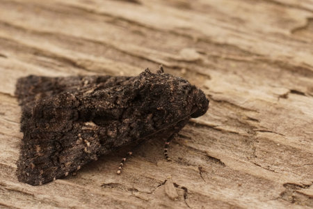 Natural closeup on the dark Sorcered Owlet moth, Aedia leucomelas sitting on woodの写真素材