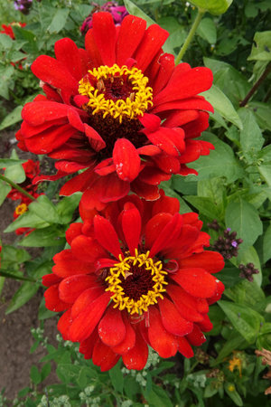 Closeup on the brilliant red flower of Zinnia elegans in the garden