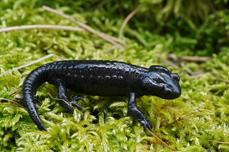 Closeup on the charcoal black Alpine salamander, Salamandra atra in the Austrian Carinthian Alps