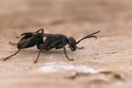 Detailed closeup on a Mediterranean black spider wasp species of the genus Dipogonの写真素材