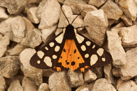 Natural closeup of a colorful cream-spot tiger moth, Arctia villica sitting on a piece of rock in Southern France with spread wingsの写真素材