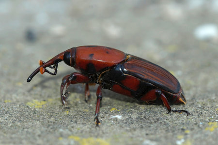 Natural closeup on an invasive large pest beetle, the red palm beetle or weevil, Rhynchophorus ferrugineusの写真素材