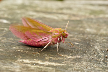 Detailed close up of the colorful European pink olive small elephant hawk-moth, Deilephila porcellus, sitting on a piece of woodの写真素材