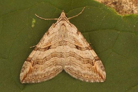Detailed closeup on a Lesser Treble-Bar moth, Aplocera efformata, sitting on a green leaf