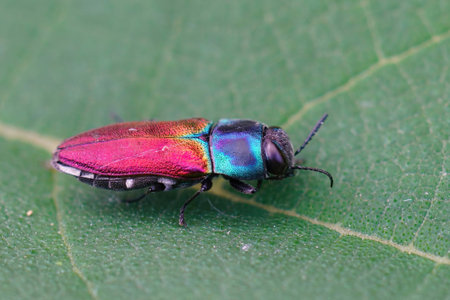 Detailed closeup on a colorful European Mediterranean jewel beetle Anthaxia ignipennis sitting on a green leafの写真素材