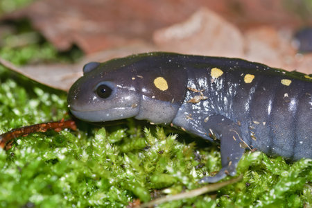 Detailed closeup on the North American, yellow spotted mole salamander, Ambystoma maculatumの写真素材