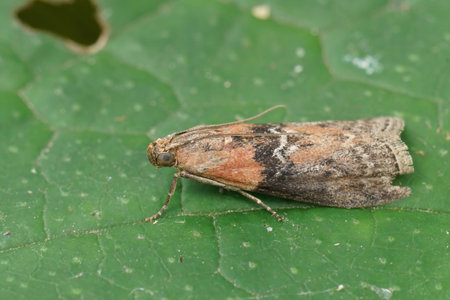 Natural closeup on a small Willow Knot-horn moth, Sciota adelphella sitting on a green leaf