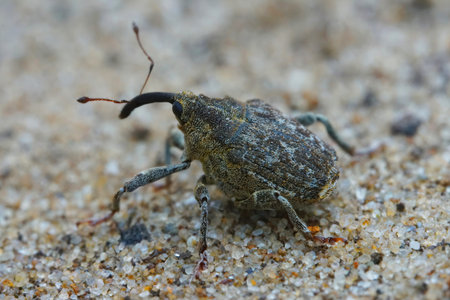 Natural closeup on a narrow European weevil monophagous nettle beetle, Parethelcus pollinarius...