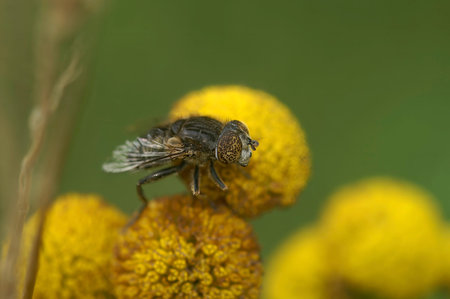 Natural detailed closeup on the small spotty-eyed dronefly, Eristalinus sepulchralis on a yellow...