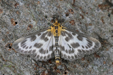 Detailed closeup on the colorful small magpie moth, Anania hortulata sitting on wood with spread wingsの写真素材