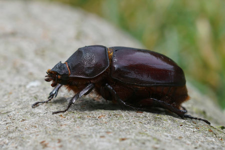 Detailed closeup on a female of the rare European rhinoceros beetle, Oryctes nasicornis sitting on...