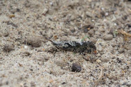 Detailed closeup on a black and white Caddisfly, Agrypnia varia sitting on a stone in the field