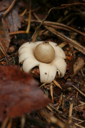 Natural closeup on a fringed or sessile earthstar mushroom , Geastrum fimbriatum on the forest floorの写真素材