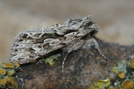 Detailed closeup on an Early Gray owlet moth, Xylocampa areola