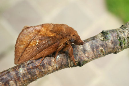 Detailed closeup on the brown colored Drinker moth, Euthrix potatoria, with it's typical pointed...