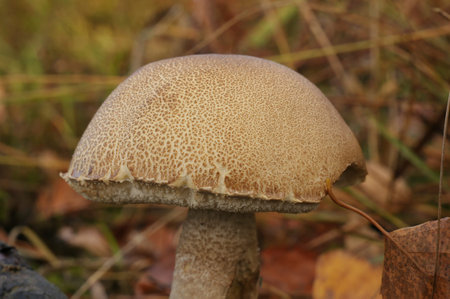 Natural closeup on a Leccinum variicolor boletus mushroom