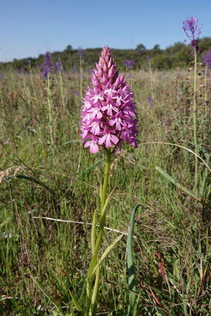 Natural vertical closeup on the purple flower of the European perennial herbaceous Pyramidal Orchid, Anacamptis pyramidalisの写真素材