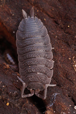 Detailed vertical closeup on a common rough-skinned woodlouse, Porcellio scaber sitting on some rotten wood in the forest floorの写真素材