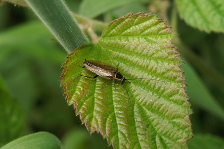 Natural closeup on a forest or lesser cockroach, Ectobius sylvestris sitting on a green leaf