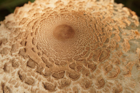 Detailed closeup on a Mediterranean Common Crevice-Cricket, Gryllomorpha dalmatina in Gard, Franceの写真素材