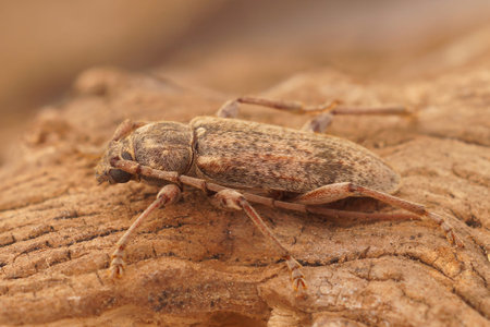 Detailed closeup shot of a French plant parasite brown longhorn beetle, Tricheferus griseus