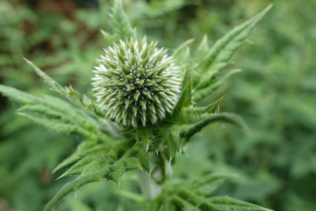 Natural closeup on an emerging flowerhead of the blue southern globethistle wildflower, Echinops...