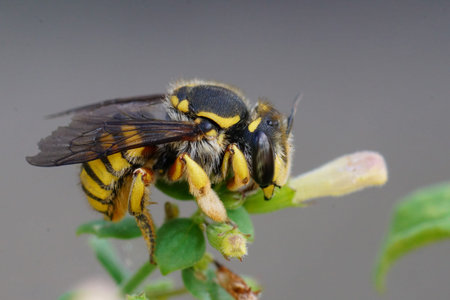 Natural closeup shot of a female of the yellow banded European wool carder bee, Anthidium manicatum,...