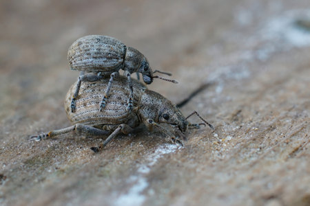 Detailed closeup on two mating Liophloeus tessulatus weevils, sitting on woodの写真素材