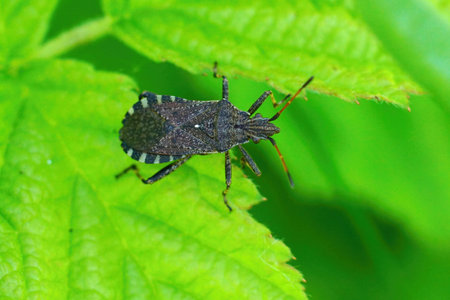 Natural closeup of the not so common squash bug Ceraleptus gracilicornis sitting on a green leaf