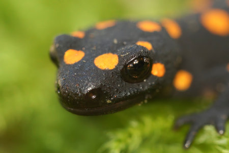 Natural closeup of the colorful but endangered Anatolian newt, Neurergus strauchii, sitting on green mossの写真素材