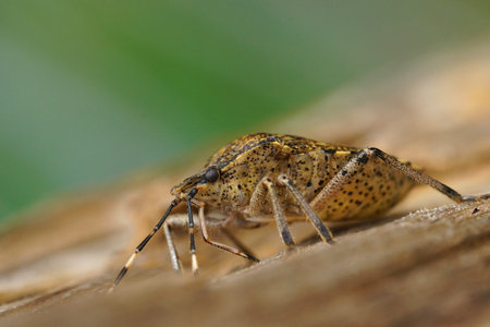 Natural closeup on a wintering gray garden bug, Rhaphigaster nebulosa on wood