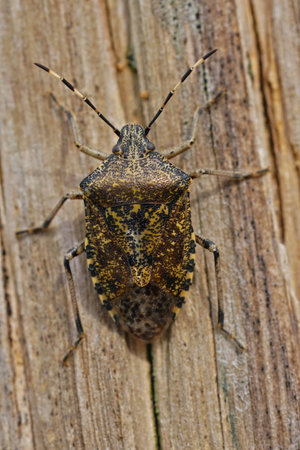 Natural closeup on a wintering gray garden bug, Rhaphigaster nebulosa on wood