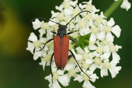 Colorful natural closeup on the brilliant red Anastrangalia reyi, longhorn beetle on a white flower...