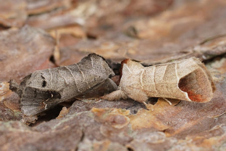 Detailed closeup on the rare Scarce and similar looking Common Chocolate-tip , Clostera anachoreta...