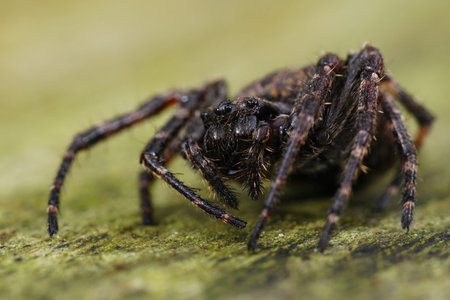 Detailed closeup on the dark hairy walnut orb-weaver spider, Nuctenea umbratica sitting on wood
