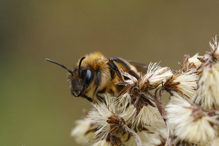 Natural closeup on a female of the rare and early flying Large Sallow, Mining Bee , Anderna apicata...